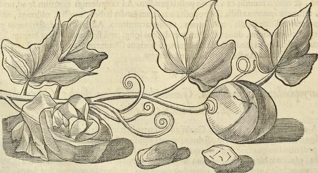 An illustration from Historia naturalis Brasiliae, : auspicio et beneficio illustriss. I. Mauritii Com. Nassau ... adornata : in qua non tantum plantæ et animalia, sed et indigenarum morbi, ingenia et mores describuntur et iconibus supra quingentas illustrantur, 1648, leaf 193