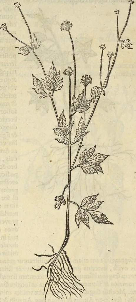 An illustration from Historia naturalis Brasiliae, : auspicio et beneficio illustriss. I. Mauritii Com. Nassau ... adornata : in qua non tantum plantæ et animalia, sed et indigenarum morbi, ingenia et mores describuntur et iconibus supra quingentas illustrantur, 1648, leaf 193