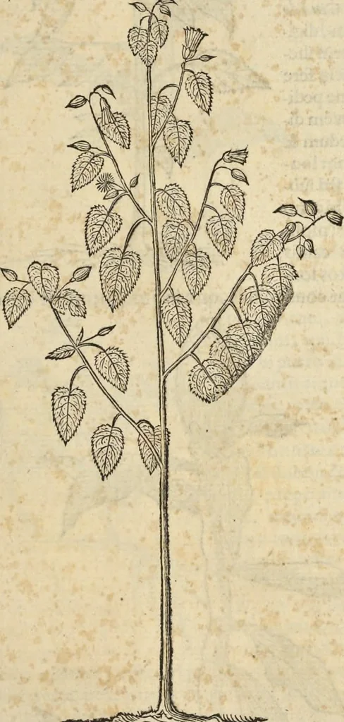 An illustration from Historia naturalis Brasiliae, : auspicio et beneficio illustriss. I. Mauritii Com. Nassau ... adornata : in qua non tantum plantæ et animalia, sed et indigenarum morbi, ingenia et mores describuntur et iconibus supra quingentas illustrantur, 1648, leaf 194