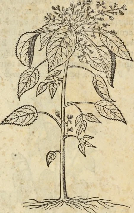 An illustration from Historia naturalis Brasiliae, : auspicio et beneficio illustriss. I. Mauritii Com. Nassau ... adornata : in qua non tantum plantæ et animalia, sed et indigenarum morbi, ingenia et mores describuntur et iconibus supra quingentas illustrantur, 1648, leaf 195