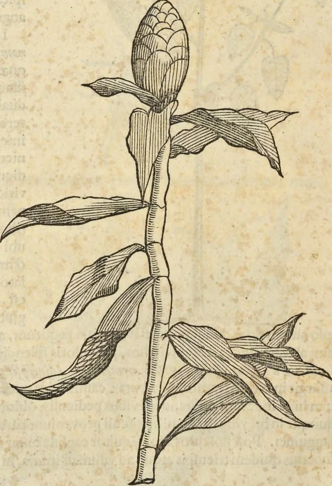 An illustration from Historia naturalis Brasiliae, : auspicio et beneficio illustriss. I. Mauritii Com. Nassau ... adornata : in qua non tantum plantæ et animalia, sed et indigenarum morbi, ingenia et mores describuntur et iconibus supra quingentas illustrantur, 1648, leaf 195