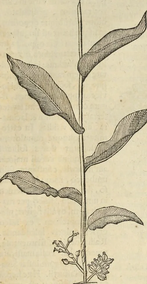 An illustration from Historia naturalis Brasiliae, : auspicio et beneficio illustriss. I. Mauritii Com. Nassau ... adornata : in qua non tantum plantæ et animalia, sed et indigenarum morbi, ingenia et mores describuntur et iconibus supra quingentas illustrantur, 1648, leaf 196