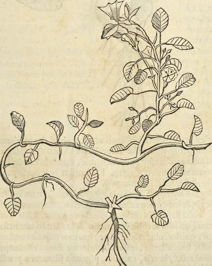 An illustration from Historia naturalis Brasiliae, : auspicio et beneficio illustriss. I. Mauritii Com. Nassau ... adornata : in qua non tantum plantæ et animalia, sed et indigenarum morbi, ingenia et mores describuntur et iconibus supra quingentas illustrantur, 1648, leaf 198