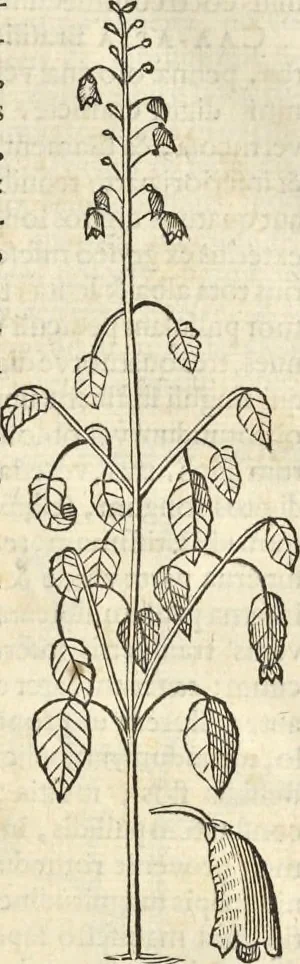 An illustration from Historia naturalis Brasiliae, : auspicio et beneficio illustriss. I. Mauritii Com. Nassau ... adornata : in qua non tantum plantæ et animalia, sed et indigenarum morbi, ingenia et mores describuntur et iconibus supra quingentas illustrantur, 1648, leaf 198