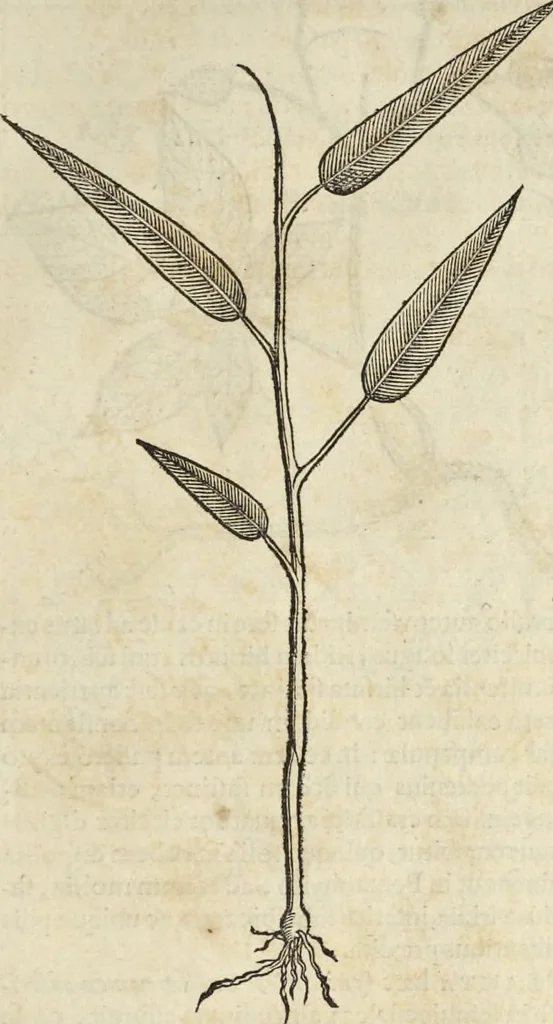 An illustration from Historia naturalis Brasiliae, : auspicio et beneficio illustriss. I. Mauritii Com. Nassau ... adornata : in qua non tantum plantæ et animalia, sed et indigenarum morbi, ingenia et mores describuntur et iconibus supra quingentas illustrantur, 1648, leaf 200