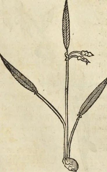 An illustration from Historia naturalis Brasiliae, : auspicio et beneficio illustriss. I. Mauritii Com. Nassau ... adornata : in qua non tantum plantæ et animalia, sed et indigenarum morbi, ingenia et mores describuntur et iconibus supra quingentas illustrantur, 1648, leaf 200
