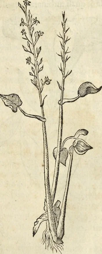 An illustration from Historia naturalis Brasiliae, : auspicio et beneficio illustriss. I. Mauritii Com. Nassau ... adornata : in qua non tantum plantæ et animalia, sed et indigenarum morbi, ingenia et mores describuntur et iconibus supra quingentas illustrantur, 1648, leaf 200