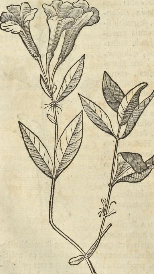 An illustration from Historia naturalis Brasiliae, : auspicio et beneficio illustriss. I. Mauritii Com. Nassau ... adornata : in qua non tantum plantæ et animalia, sed et indigenarum morbi, ingenia et mores describuntur et iconibus supra quingentas illustrantur, 1648, leaf 201