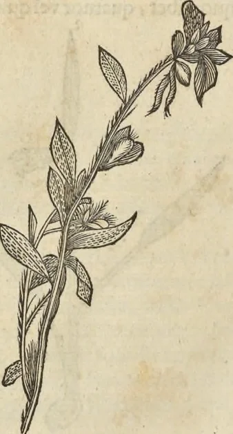 An illustration from Historia naturalis Brasiliae, : auspicio et beneficio illustriss. I. Mauritii Com. Nassau ... adornata : in qua non tantum plantæ et animalia, sed et indigenarum morbi, ingenia et mores describuntur et iconibus supra quingentas illustrantur, 1648, leaf 201