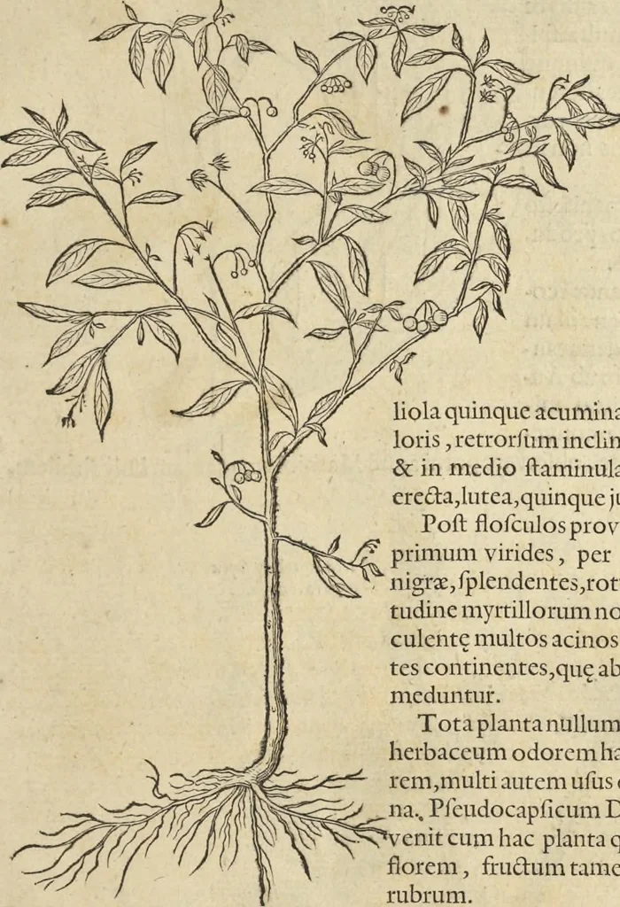 An illustration from Historia naturalis Brasiliae, : auspicio et beneficio illustriss. I. Mauritii Com. Nassau ... adornata : in qua non tantum plantæ et animalia, sed et indigenarum morbi, ingenia et mores describuntur et iconibus supra quingentas illustrantur, 1648, leaf 202