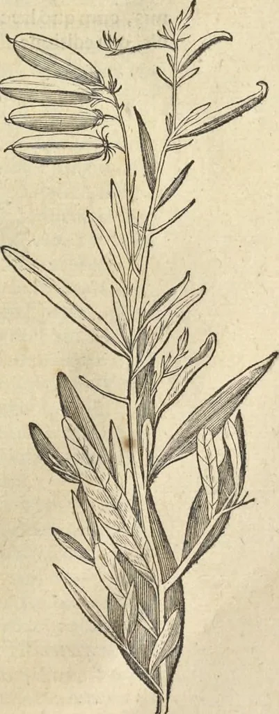 An illustration from Historia naturalis Brasiliae, : auspicio et beneficio illustriss. I. Mauritii Com. Nassau ... adornata : in qua non tantum plantæ et animalia, sed et indigenarum morbi, ingenia et mores describuntur et iconibus supra quingentas illustrantur, 1648, leaf 202