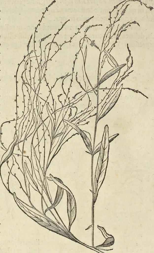An illustration from Historia naturalis Brasiliae, : auspicio et beneficio illustriss. I. Mauritii Com. Nassau ... adornata : in qua non tantum plantæ et animalia, sed et indigenarum morbi, ingenia et mores describuntur et iconibus supra quingentas illustrantur, 1648, leaf 203