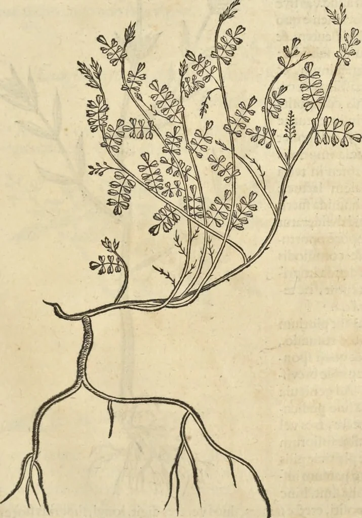 An illustration from Historia naturalis Brasiliae, : auspicio et beneficio illustriss. I. Mauritii Com. Nassau ... adornata : in qua non tantum plantæ et animalia, sed et indigenarum morbi, ingenia et mores describuntur et iconibus supra quingentas illustrantur, 1648, leaf 204