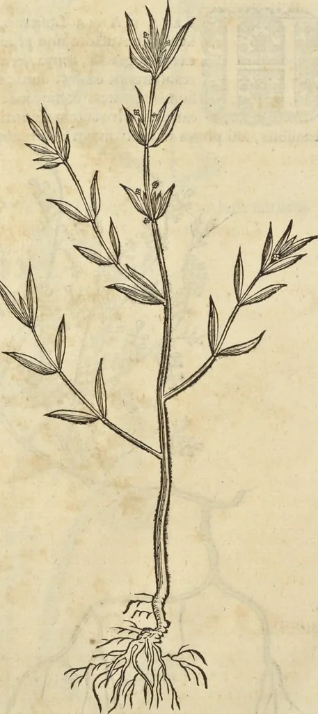 An illustration from Historia naturalis Brasiliae, : auspicio et beneficio illustriss. I. Mauritii Com. Nassau ... adornata : in qua non tantum plantæ et animalia, sed et indigenarum morbi, ingenia et mores describuntur et iconibus supra quingentas illustrantur, 1648, leaf 205