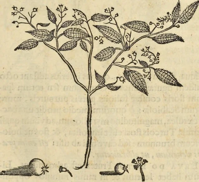 An illustration from Historia naturalis Brasiliae, : auspicio et beneficio illustriss. I. Mauritii Com. Nassau ... adornata : in qua non tantum plantæ et animalia, sed et indigenarum morbi, ingenia et mores describuntur et iconibus supra quingentas illustrantur, 1648, leaf 206
