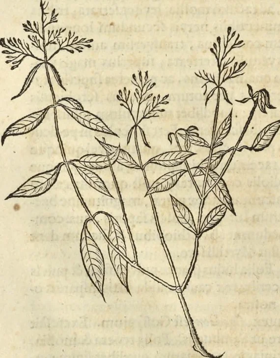 An illustration from Historia naturalis Brasiliae, : auspicio et beneficio illustriss. I. Mauritii Com. Nassau ... adornata : in qua non tantum plantæ et animalia, sed et indigenarum morbi, ingenia et mores describuntur et iconibus supra quingentas illustrantur, 1648, leaf 207