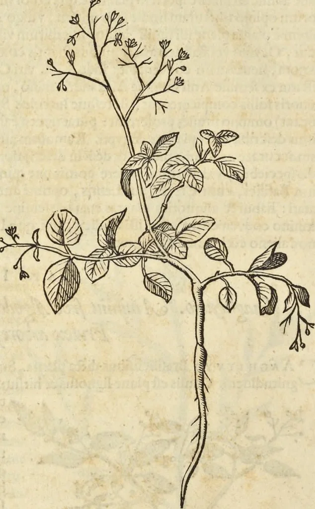 An illustration from Historia naturalis Brasiliae, : auspicio et beneficio illustriss. I. Mauritii Com. Nassau ... adornata : in qua non tantum plantæ et animalia, sed et indigenarum morbi, ingenia et mores describuntur et iconibus supra quingentas illustrantur, 1648, leaf 207