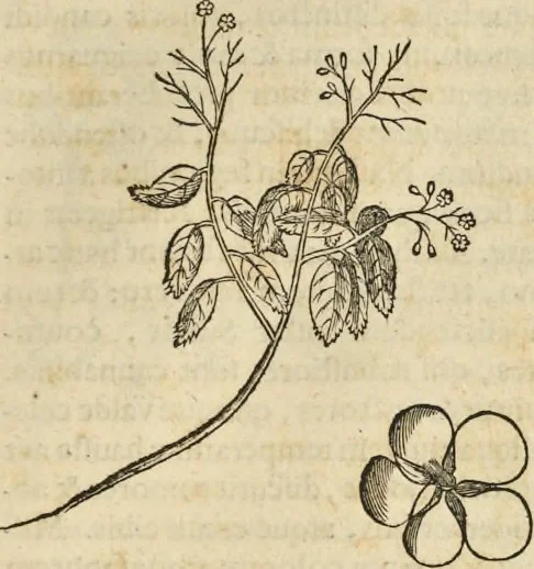 An illustration from Historia naturalis Brasiliae, : auspicio et beneficio illustriss. I. Mauritii Com. Nassau ... adornata : in qua non tantum plantæ et animalia, sed et indigenarum morbi, ingenia et mores describuntur et iconibus supra quingentas illustrantur, 1648, leaf 208