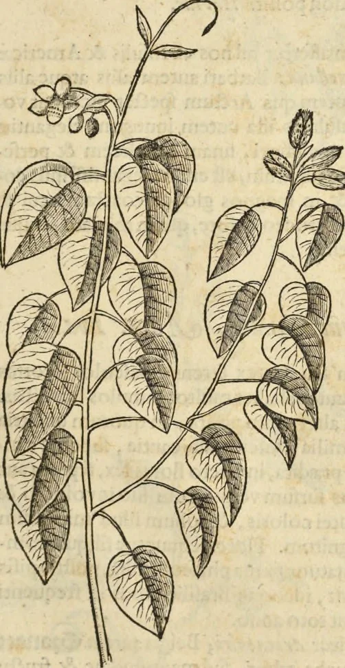 An illustration from Historia naturalis Brasiliae, : auspicio et beneficio illustriss. I. Mauritii Com. Nassau ... adornata : in qua non tantum plantæ et animalia, sed et indigenarum morbi, ingenia et mores describuntur et iconibus supra quingentas illustrantur, 1648, leaf 208