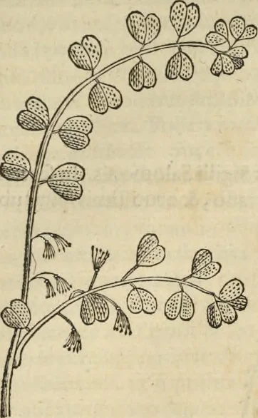 An illustration from Historia naturalis Brasiliae, : auspicio et beneficio illustriss. I. Mauritii Com. Nassau ... adornata : in qua non tantum plantæ et animalia, sed et indigenarum morbi, ingenia et mores describuntur et iconibus supra quingentas illustrantur, 1648, leaf 210