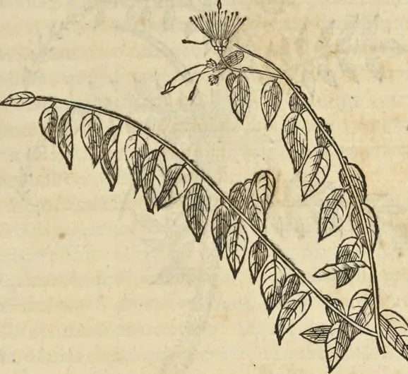 An illustration from Historia naturalis Brasiliae, : auspicio et beneficio illustriss. I. Mauritii Com. Nassau ... adornata : in qua non tantum plantæ et animalia, sed et indigenarum morbi, ingenia et mores describuntur et iconibus supra quingentas illustrantur, 1648, leaf 210