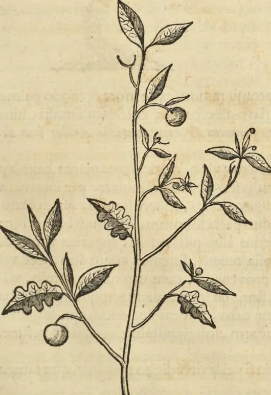 An illustration from Historia naturalis Brasiliae, : auspicio et beneficio illustriss. I. Mauritii Com. Nassau ... adornata : in qua non tantum plantæ et animalia, sed et indigenarum morbi, ingenia et mores describuntur et iconibus supra quingentas illustrantur, 1648, leaf 210