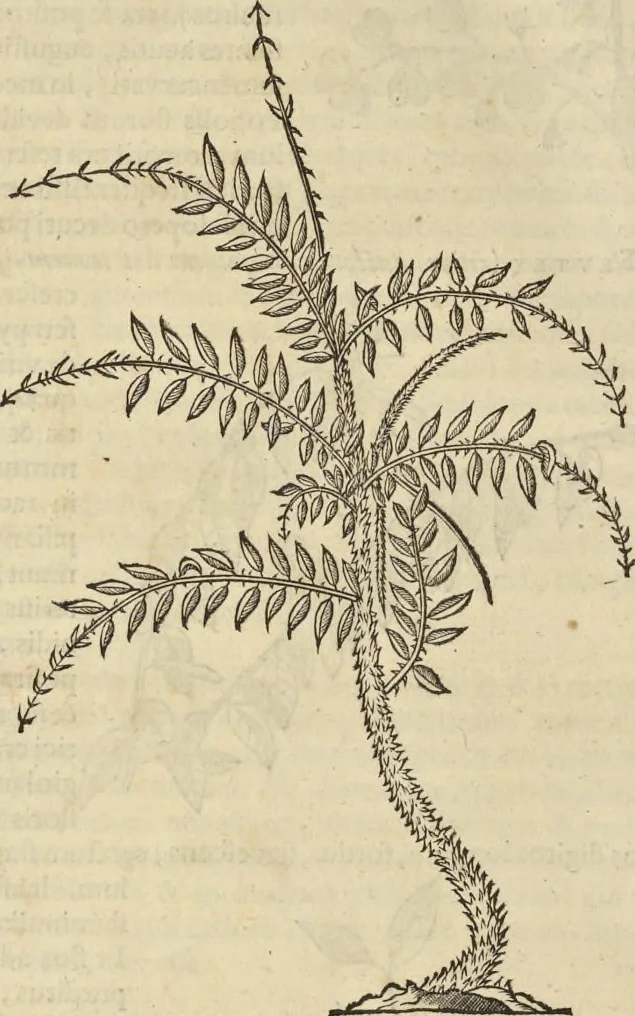 An illustration from Historia naturalis Brasiliae, : auspicio et beneficio illustriss. I. Mauritii Com. Nassau ... adornata : in qua non tantum plantæ et animalia, sed et indigenarum morbi, ingenia et mores describuntur et iconibus supra quingentas illustrantur, 1648, leaf 211