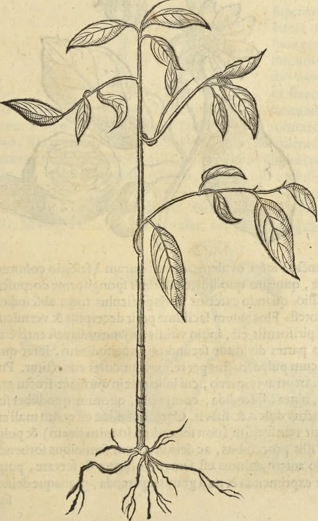 An illustration from Historia naturalis Brasiliae, : auspicio et beneficio illustriss. I. Mauritii Com. Nassau ... adornata : in qua non tantum plantæ et animalia, sed et indigenarum morbi, ingenia et mores describuntur et iconibus supra quingentas illustrantur, 1648, leaf 216