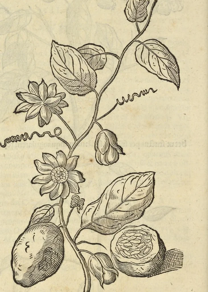 An illustration from Historia naturalis Brasiliae, : auspicio et beneficio illustriss. I. Mauritii Com. Nassau ... adornata : in qua non tantum plantæ et animalia, sed et indigenarum morbi, ingenia et mores describuntur et iconibus supra quingentas illustrantur, 1648, leaf 217