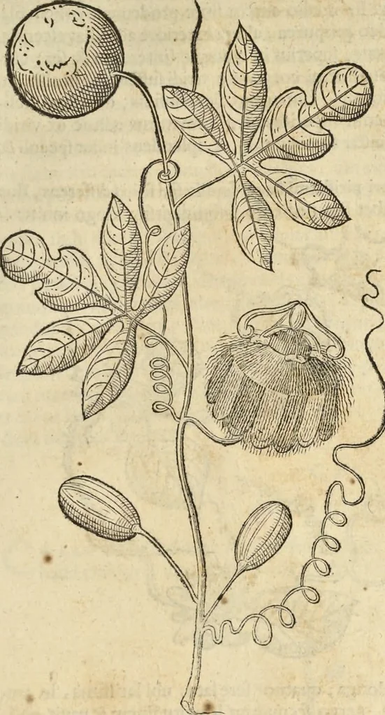 An illustration from Historia naturalis Brasiliae, : auspicio et beneficio illustriss. I. Mauritii Com. Nassau ... adornata : in qua non tantum plantæ et animalia, sed et indigenarum morbi, ingenia et mores describuntur et iconibus supra quingentas illustrantur, 1648, leaf 218