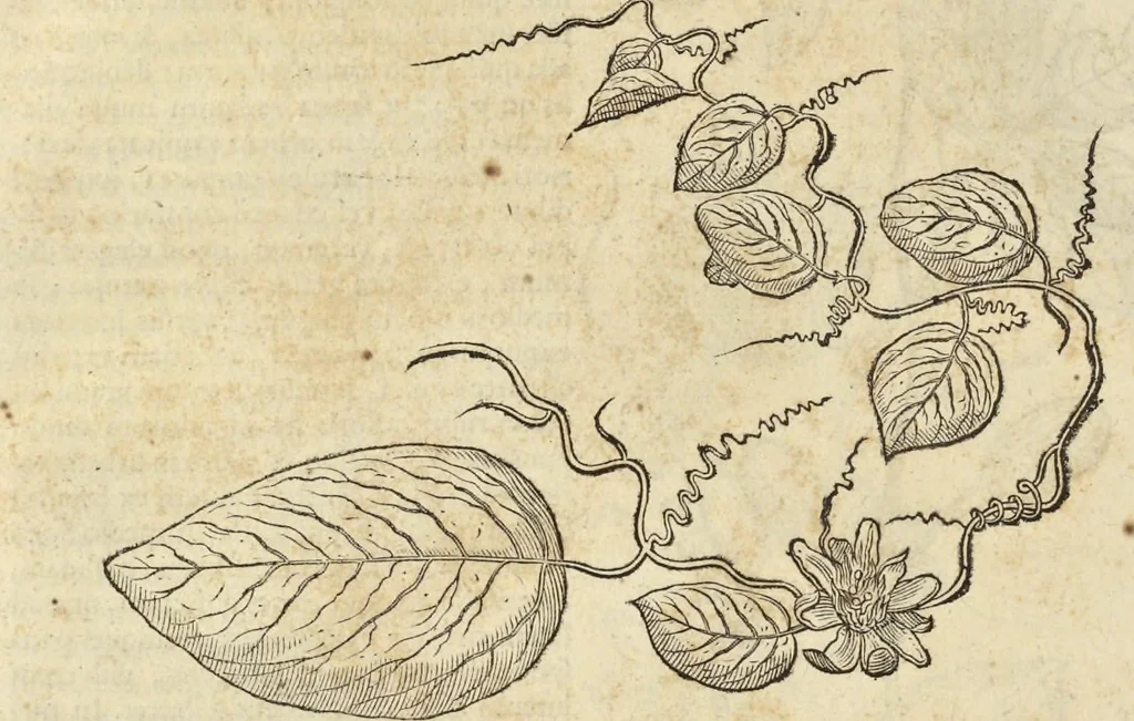 An illustration from Historia naturalis Brasiliae, : auspicio et beneficio illustriss. I. Mauritii Com. Nassau ... adornata : in qua non tantum plantæ et animalia, sed et indigenarum morbi, ingenia et mores describuntur et iconibus supra quingentas illustrantur, 1648, leaf 219