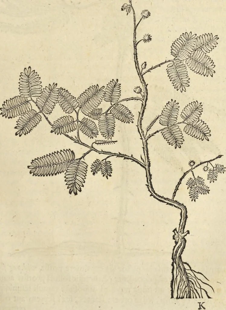 An illustration from Historia naturalis Brasiliae, : auspicio et beneficio illustriss. I. Mauritii Com. Nassau ... adornata : in qua non tantum plantæ et animalia, sed et indigenarum morbi, ingenia et mores describuntur et iconibus supra quingentas illustrantur, 1648, leaf 220