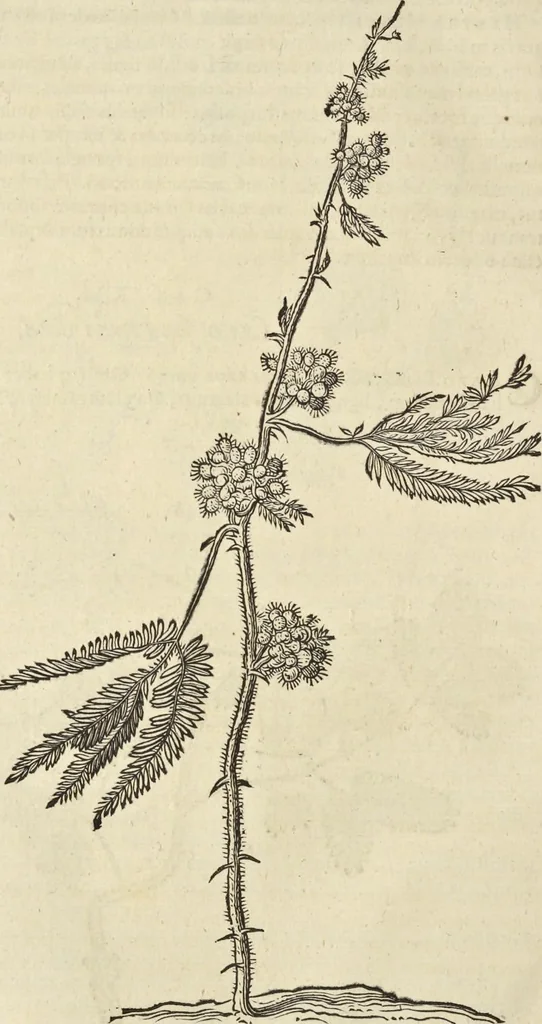 An illustration from Historia naturalis Brasiliae, : auspicio et beneficio illustriss. I. Mauritii Com. Nassau ... adornata : in qua non tantum plantæ et animalia, sed et indigenarum morbi, ingenia et mores describuntur et iconibus supra quingentas illustrantur, 1648, leaf 221