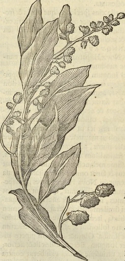 An illustration from Historia naturalis Brasiliae, : auspicio et beneficio illustriss. I. Mauritii Com. Nassau ... adornata : in qua non tantum plantæ et animalia, sed et indigenarum morbi, ingenia et mores describuntur et iconibus supra quingentas illustrantur, 1648, leaf 223