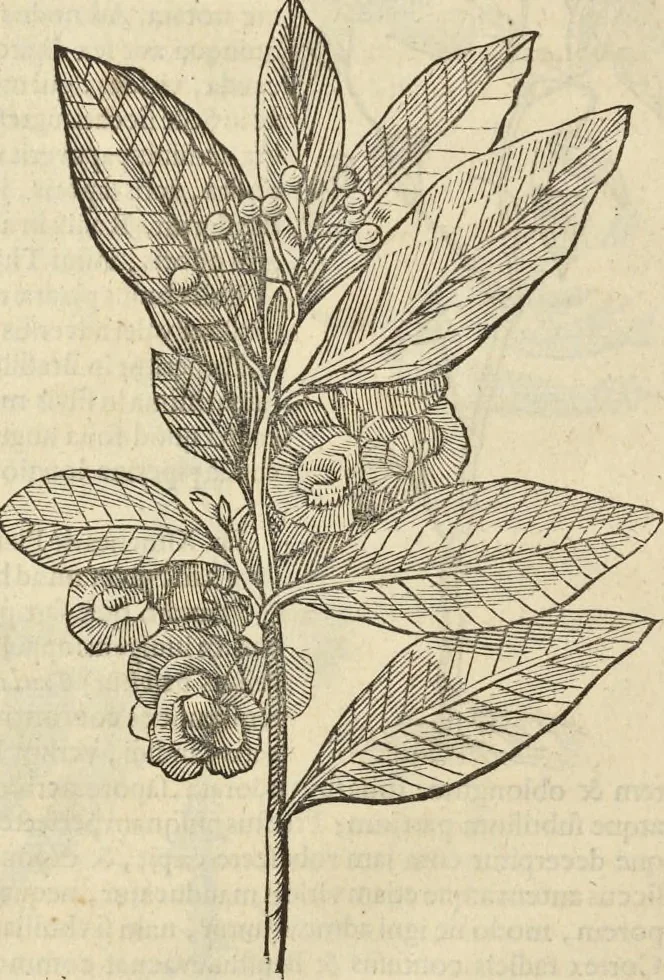 An illustration from Historia naturalis Brasiliae, : auspicio et beneficio illustriss. I. Mauritii Com. Nassau ... adornata : in qua non tantum plantæ et animalia, sed et indigenarum morbi, ingenia et mores describuntur et iconibus supra quingentas illustrantur, 1648, leaf 223