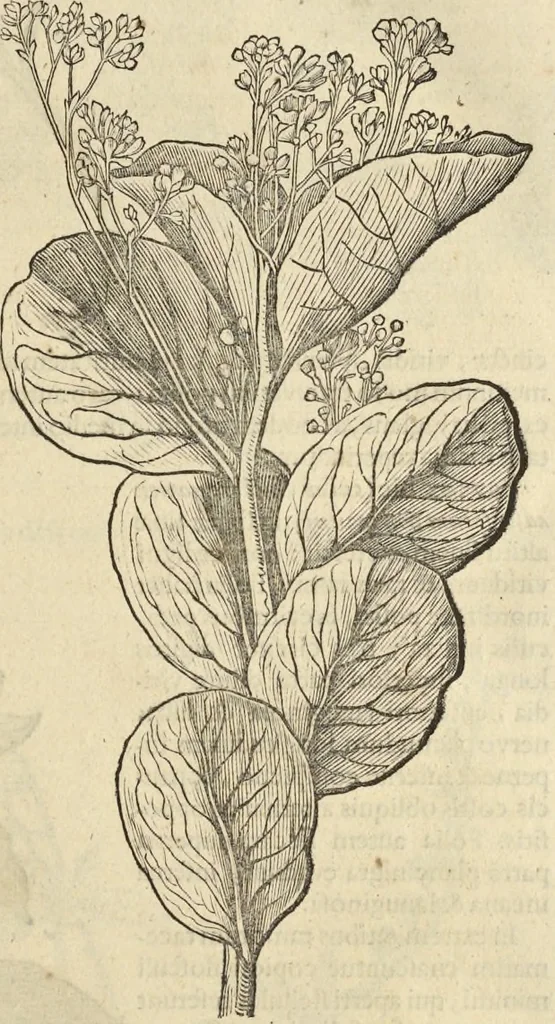 An illustration from Historia naturalis Brasiliae, : auspicio et beneficio illustriss. I. Mauritii Com. Nassau ... adornata : in qua non tantum plantæ et animalia, sed et indigenarum morbi, ingenia et mores describuntur et iconibus supra quingentas illustrantur, 1648, leaf 224