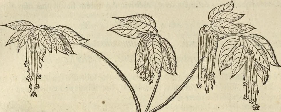 An illustration from Historia naturalis Brasiliae, : auspicio et beneficio illustriss. I. Mauritii Com. Nassau ... adornata : in qua non tantum plantæ et animalia, sed et indigenarum morbi, ingenia et mores describuntur et iconibus supra quingentas illustrantur, 1648, leaf 225