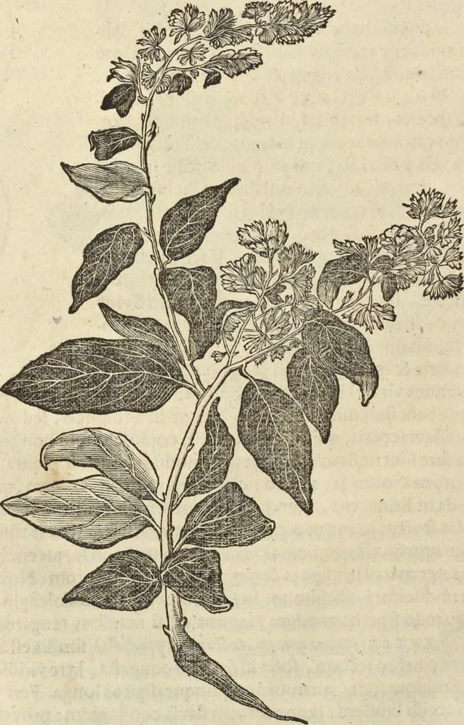 An illustration from Historia naturalis Brasiliae, : auspicio et beneficio illustriss. I. Mauritii Com. Nassau ... adornata : in qua non tantum plantæ et animalia, sed et indigenarum morbi, ingenia et mores describuntur et iconibus supra quingentas illustrantur, 1648, leaf 225