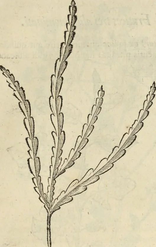 An illustration from Historia naturalis Brasiliae, : auspicio et beneficio illustriss. I. Mauritii Com. Nassau ... adornata : in qua non tantum plantæ et animalia, sed et indigenarum morbi, ingenia et mores describuntur et iconibus supra quingentas illustrantur, 1648, leaf 226