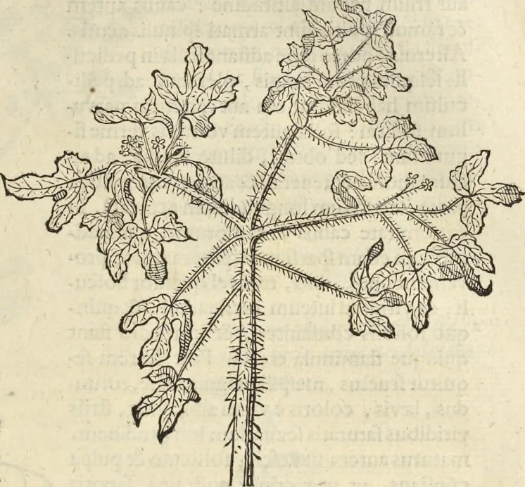 An illustration from Historia naturalis Brasiliae, : auspicio et beneficio illustriss. I. Mauritii Com. Nassau ... adornata : in qua non tantum plantæ et animalia, sed et indigenarum morbi, ingenia et mores describuntur et iconibus supra quingentas illustrantur, 1648, leaf 226