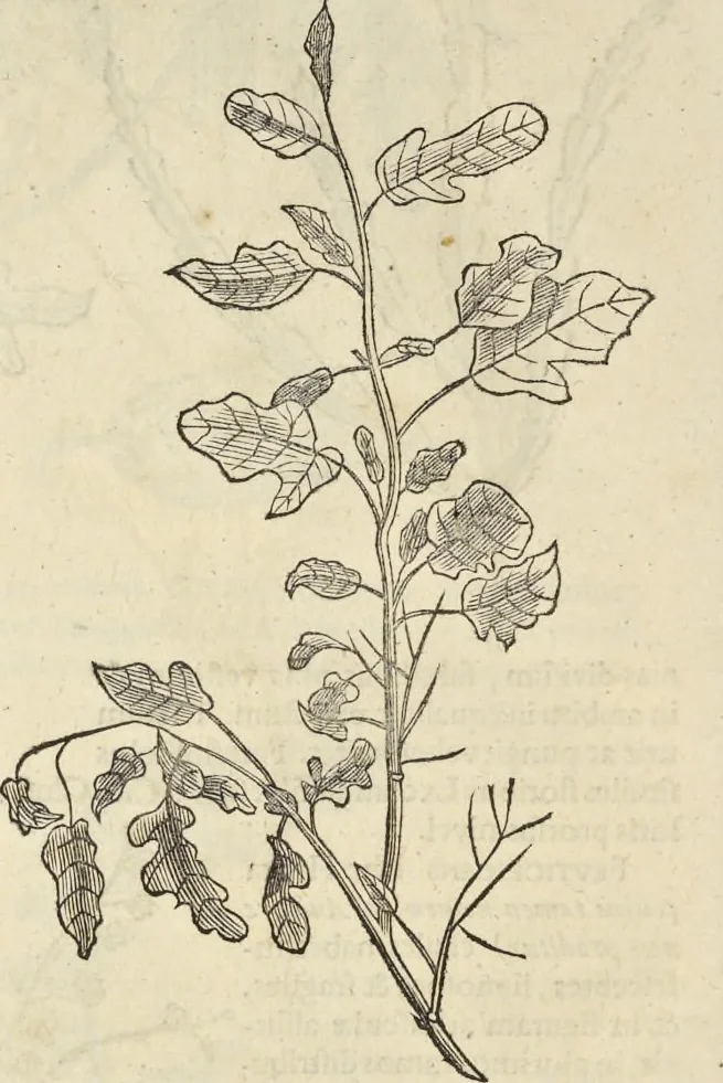 An illustration from Historia naturalis Brasiliae, : auspicio et beneficio illustriss. I. Mauritii Com. Nassau ... adornata : in qua non tantum plantæ et animalia, sed et indigenarum morbi, ingenia et mores describuntur et iconibus supra quingentas illustrantur, 1648, leaf 227