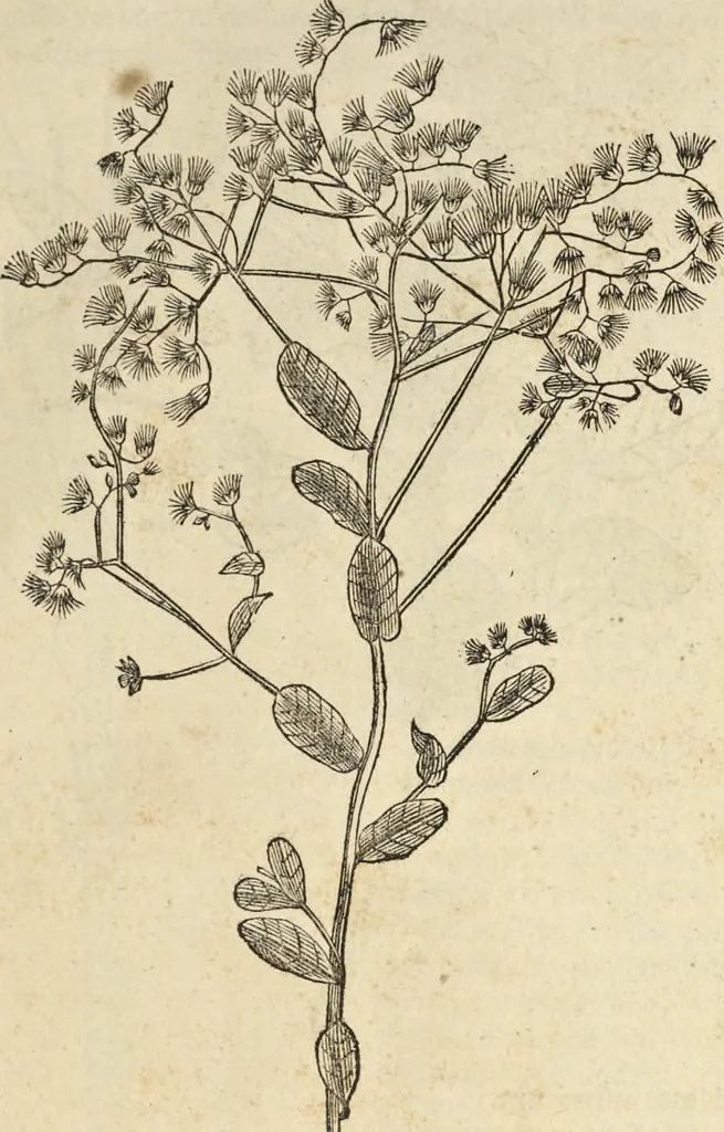 An illustration from Historia naturalis Brasiliae, : auspicio et beneficio illustriss. I. Mauritii Com. Nassau ... adornata : in qua non tantum plantæ et animalia, sed et indigenarum morbi, ingenia et mores describuntur et iconibus supra quingentas illustrantur, 1648, leaf 228