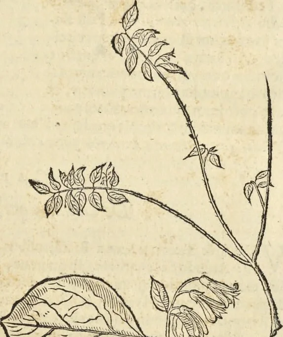 An illustration from Historia naturalis Brasiliae, : auspicio et beneficio illustriss. I. Mauritii Com. Nassau ... adornata : in qua non tantum plantæ et animalia, sed et indigenarum morbi, ingenia et mores describuntur et iconibus supra quingentas illustrantur, 1648, leaf 228