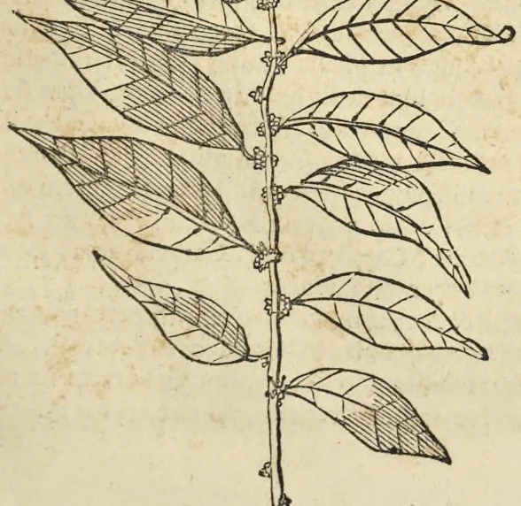 An illustration from Historia naturalis Brasiliae, : auspicio et beneficio illustriss. I. Mauritii Com. Nassau ... adornata : in qua non tantum plantæ et animalia, sed et indigenarum morbi, ingenia et mores describuntur et iconibus supra quingentas illustrantur, 1648, leaf 228