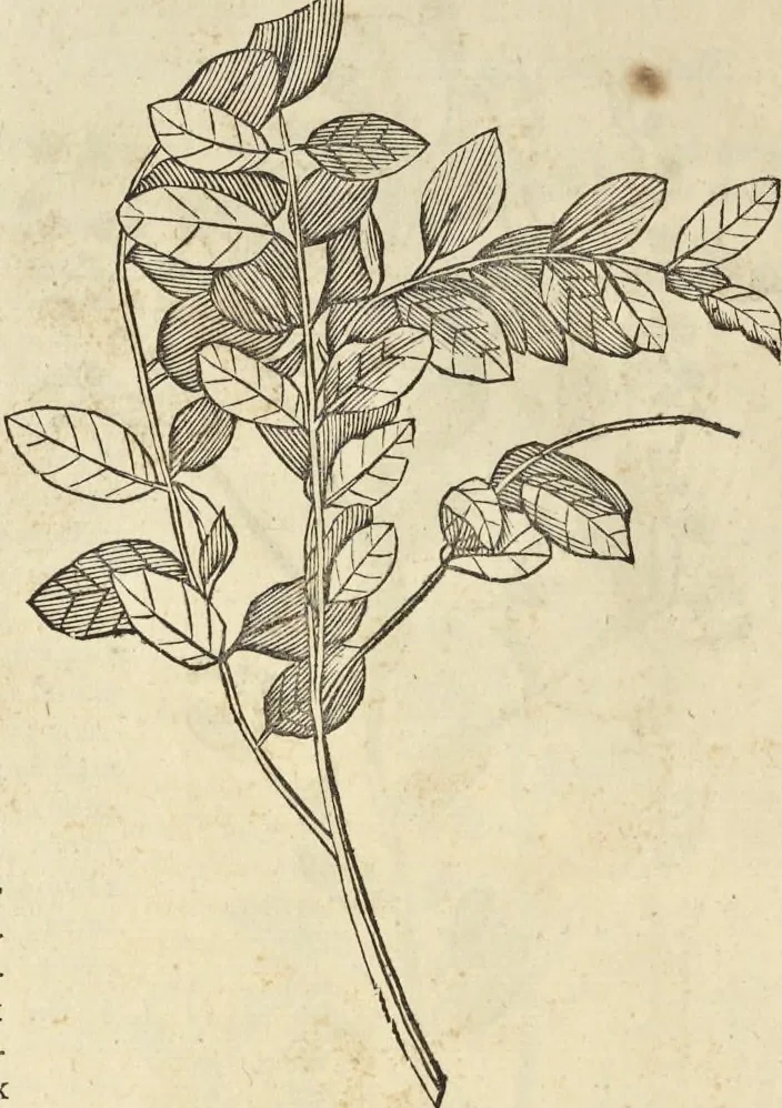 An illustration from Historia naturalis Brasiliae, : auspicio et beneficio illustriss. I. Mauritii Com. Nassau ... adornata : in qua non tantum plantæ et animalia, sed et indigenarum morbi, ingenia et mores describuntur et iconibus supra quingentas illustrantur, 1648, leaf 229