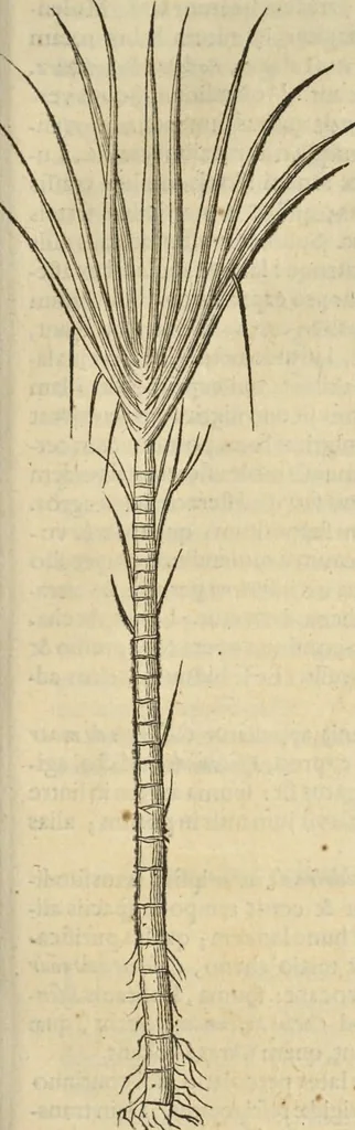 An illustration from Historia naturalis Brasiliae, : auspicio et beneficio illustriss. I. Mauritii Com. Nassau ... adornata : in qua non tantum plantæ et animalia, sed et indigenarum morbi, ingenia et mores describuntur et iconibus supra quingentas illustrantur, 1648, leaf 230