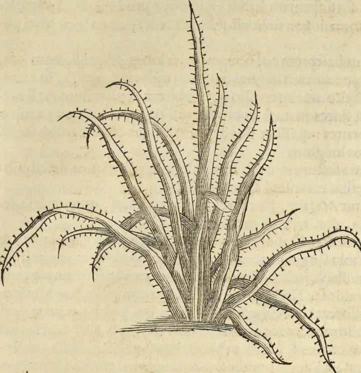 An illustration from Historia naturalis Brasiliae, : auspicio et beneficio illustriss. I. Mauritii Com. Nassau ... adornata : in qua non tantum plantæ et animalia, sed et indigenarum morbi, ingenia et mores describuntur et iconibus supra quingentas illustrantur, 1648, leaf 234