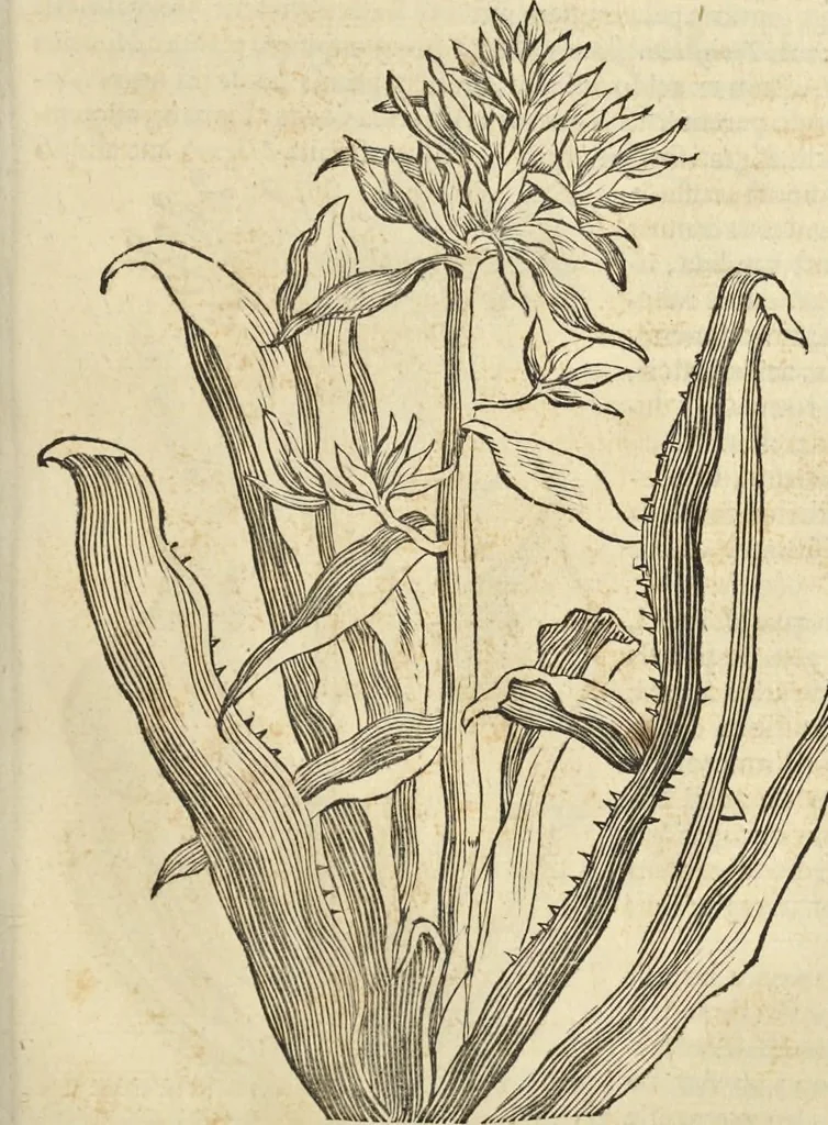 An illustration from Historia naturalis Brasiliae, : auspicio et beneficio illustriss. I. Mauritii Com. Nassau ... adornata : in qua non tantum plantæ et animalia, sed et indigenarum morbi, ingenia et mores describuntur et iconibus supra quingentas illustrantur, 1648, leaf 234
