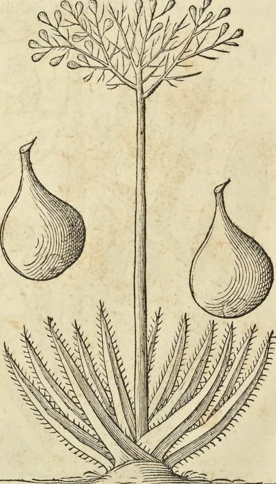 An illustration from Historia naturalis Brasiliae, : auspicio et beneficio illustriss. I. Mauritii Com. Nassau ... adornata : in qua non tantum plantæ et animalia, sed et indigenarum morbi, ingenia et mores describuntur et iconibus supra quingentas illustrantur, 1648, leaf 235
