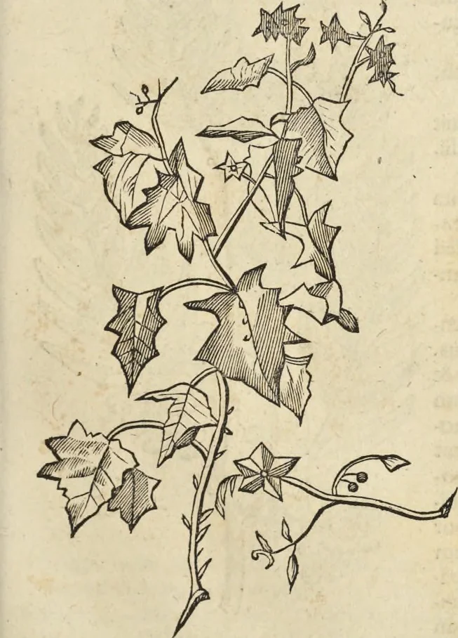 An illustration from Historia naturalis Brasiliae, : auspicio et beneficio illustriss. I. Mauritii Com. Nassau ... adornata : in qua non tantum plantæ et animalia, sed et indigenarum morbi, ingenia et mores describuntur et iconibus supra quingentas illustrantur, 1648, leaf 236